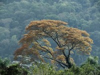 Destacando na mata: Copaba - Copaifera langsdorff