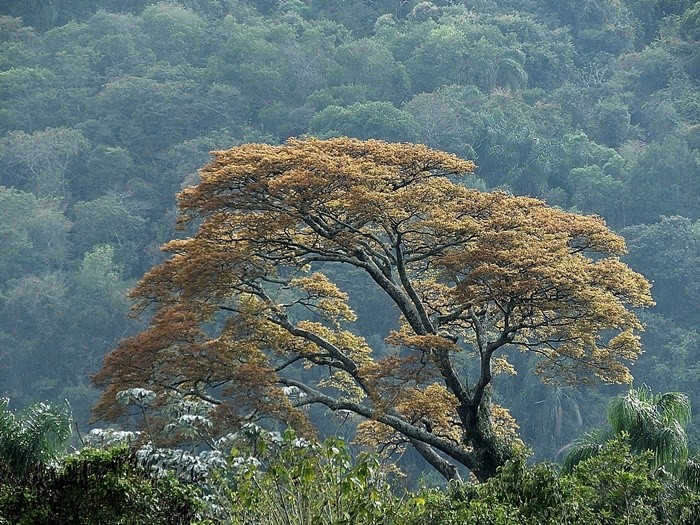 "Destacando na mata: Copaba - Copaifera langsdorff" de Decio Badari