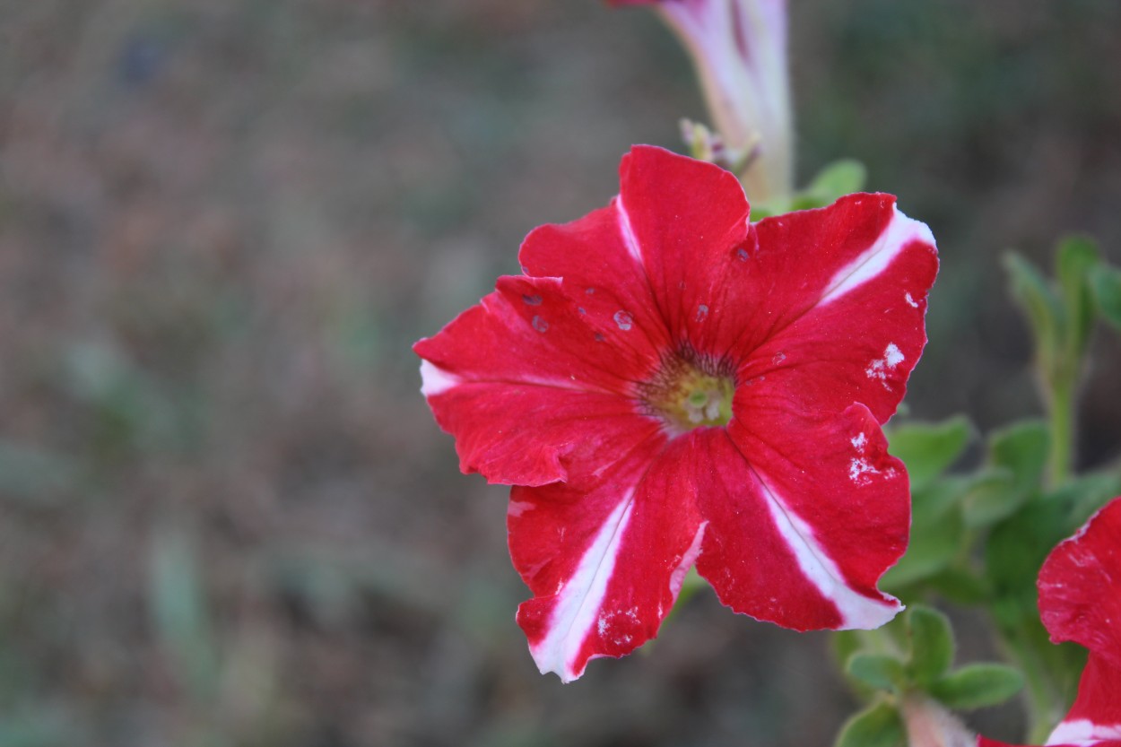 "Flor de sbado" de Patricio Abel Vera