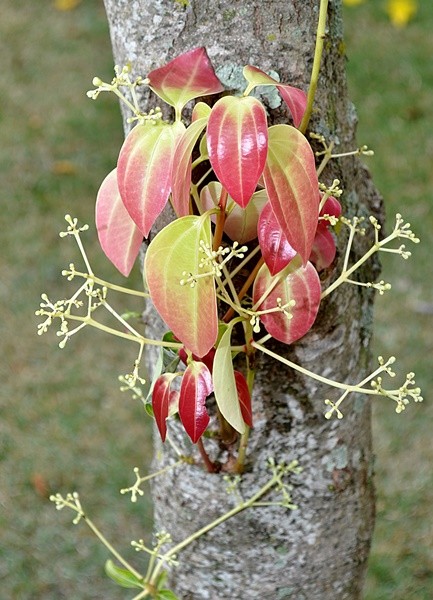 "Outono  outra primavera, cada folha uma flor....." de Decio Badari