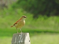 Canta, Casaca-de-couro-da-lama (Furnarius figulus)