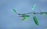 Entre laos, formas e gotas,aps as chuvas.