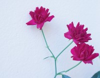 Um trio vermelho, um trio rojo!