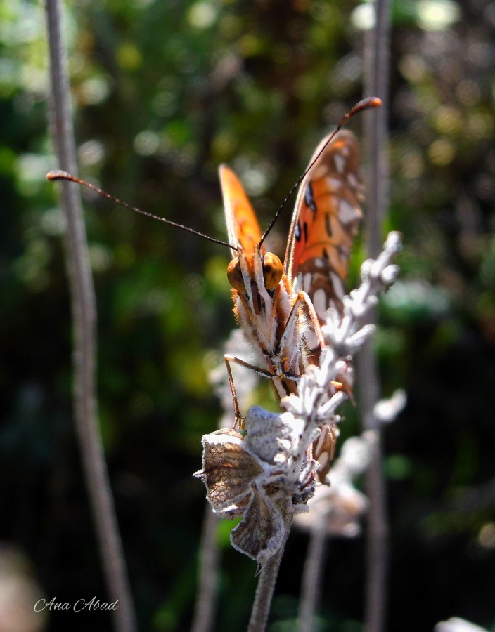 "Mariposa expresiva" de Analia Abad