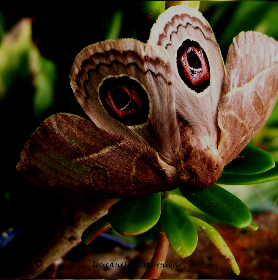 "mariposa leucanella o saturdae" de Beatriz Di Marzio