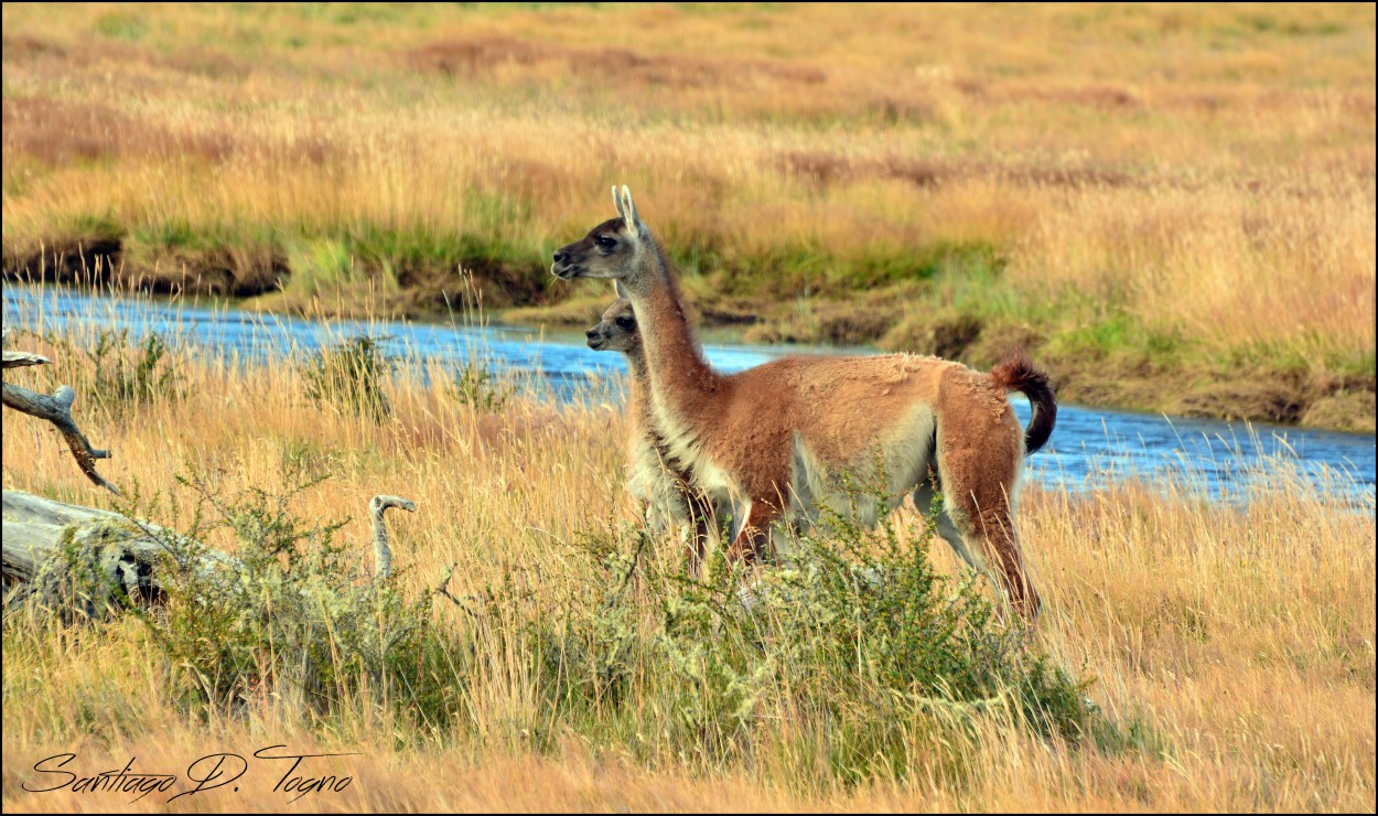 "Guanacos del fin del mundo" de Santiago Togno