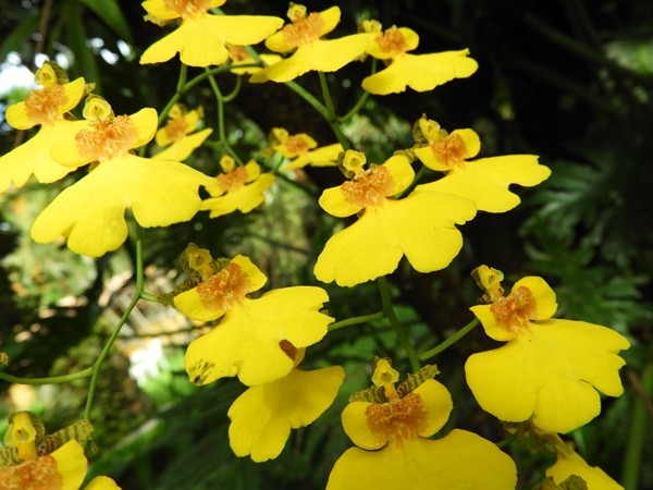 "Orqudea Chuva De Ouro (Oncidium)" de Decio Badari