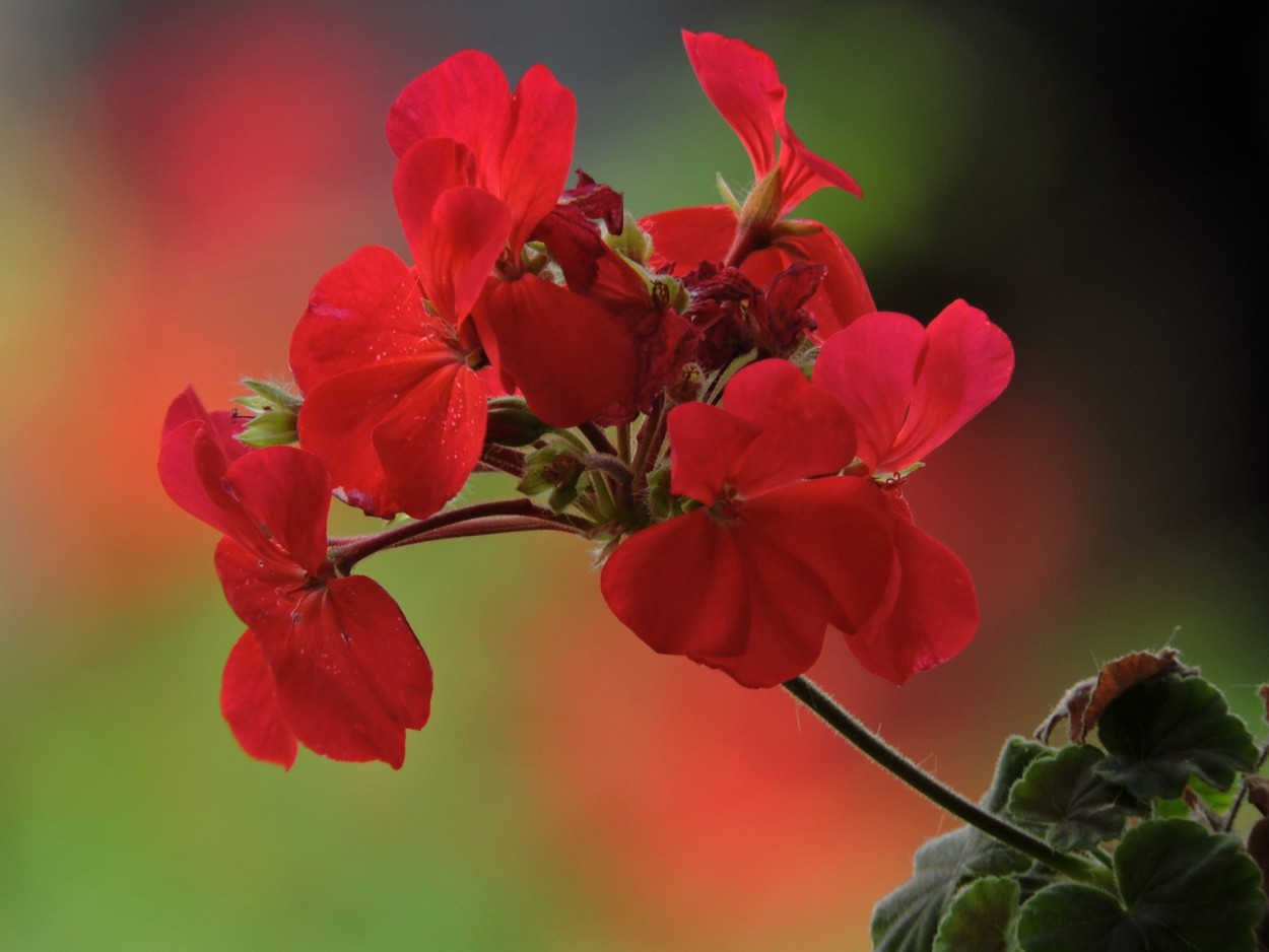 "Rojo malvon" de Silvia Olliari