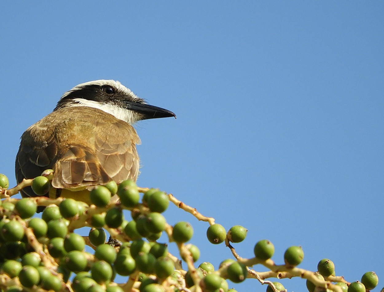 "No gosto de frutas verde,vou para outro local!" de Decio Badari