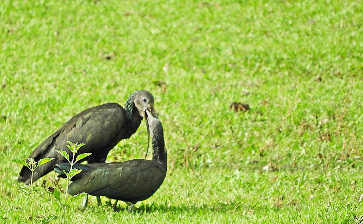 "A hora da comidinha na boca, e viva a Natureza!" de Decio Badari