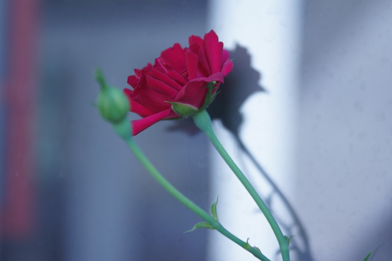 "Red Roses for a Blue Lady" de Decio Badari