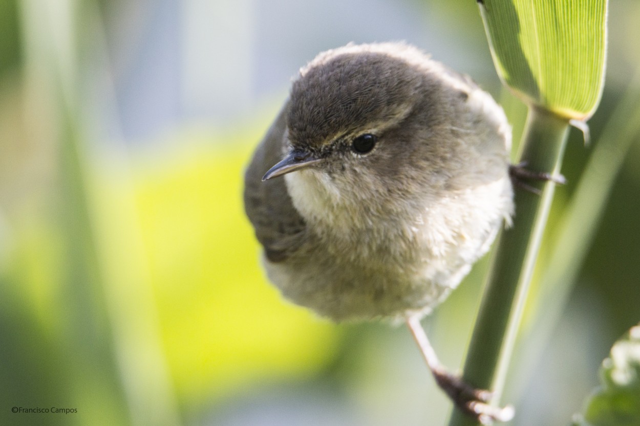 "Mosquitero" de Francisco Valentin Campos Perez