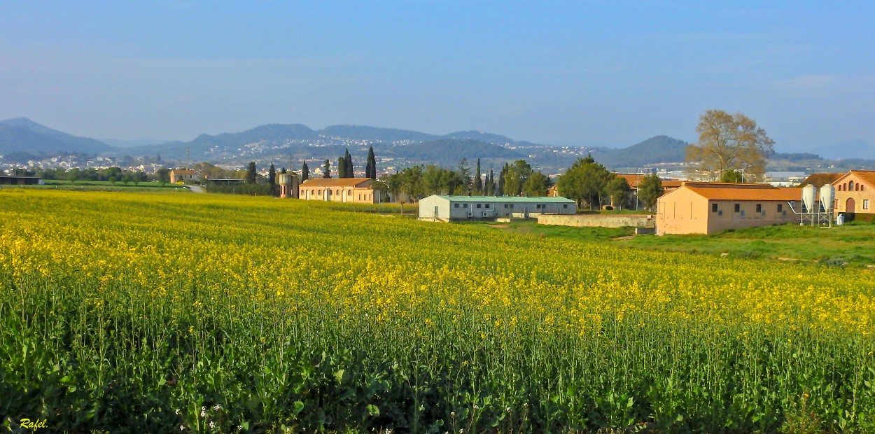 "Campos de Colza." de Rafael Serrano Arguedas