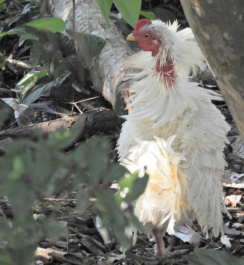 "Se escondendo do fotografo, mas no deu certo!" de Decio Badari