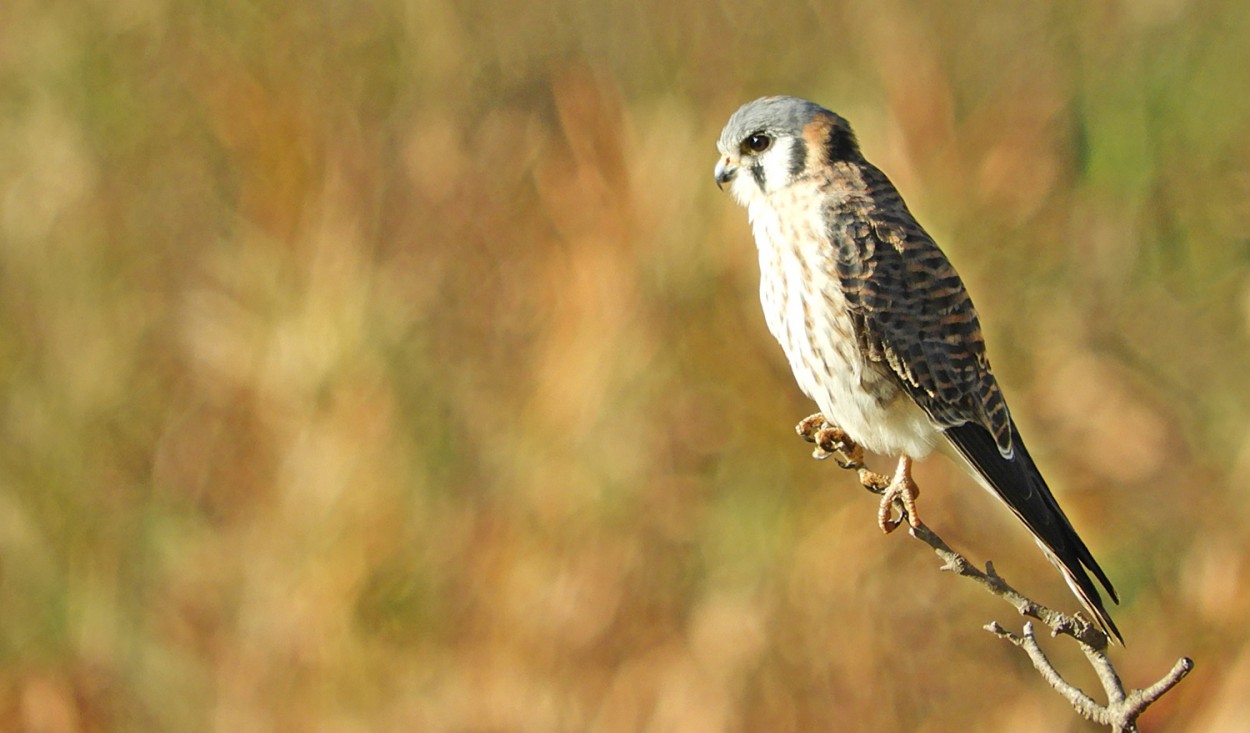 "Meu olhar no Quiriquiri (Falco sparverius)" de Decio Badari