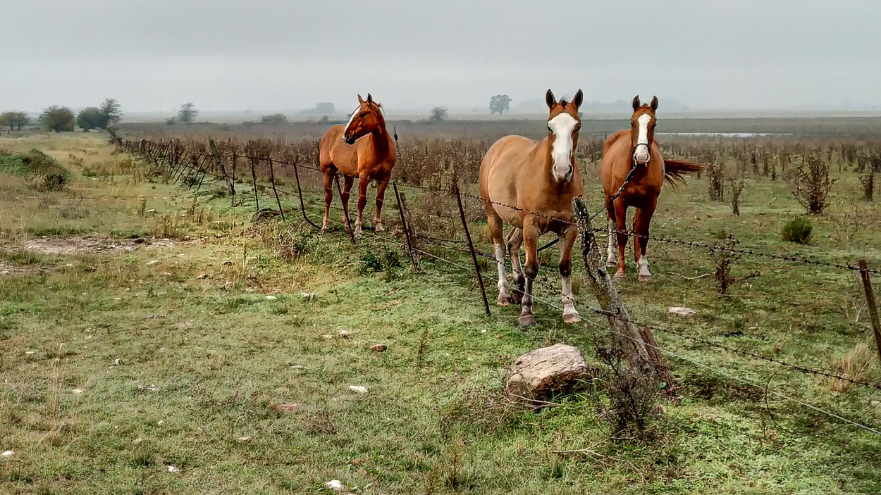 "Caballos en el roco" de Gerardo Saint Martn