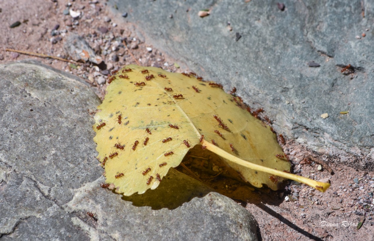 "Ants on a leaf" de Diana Rojas