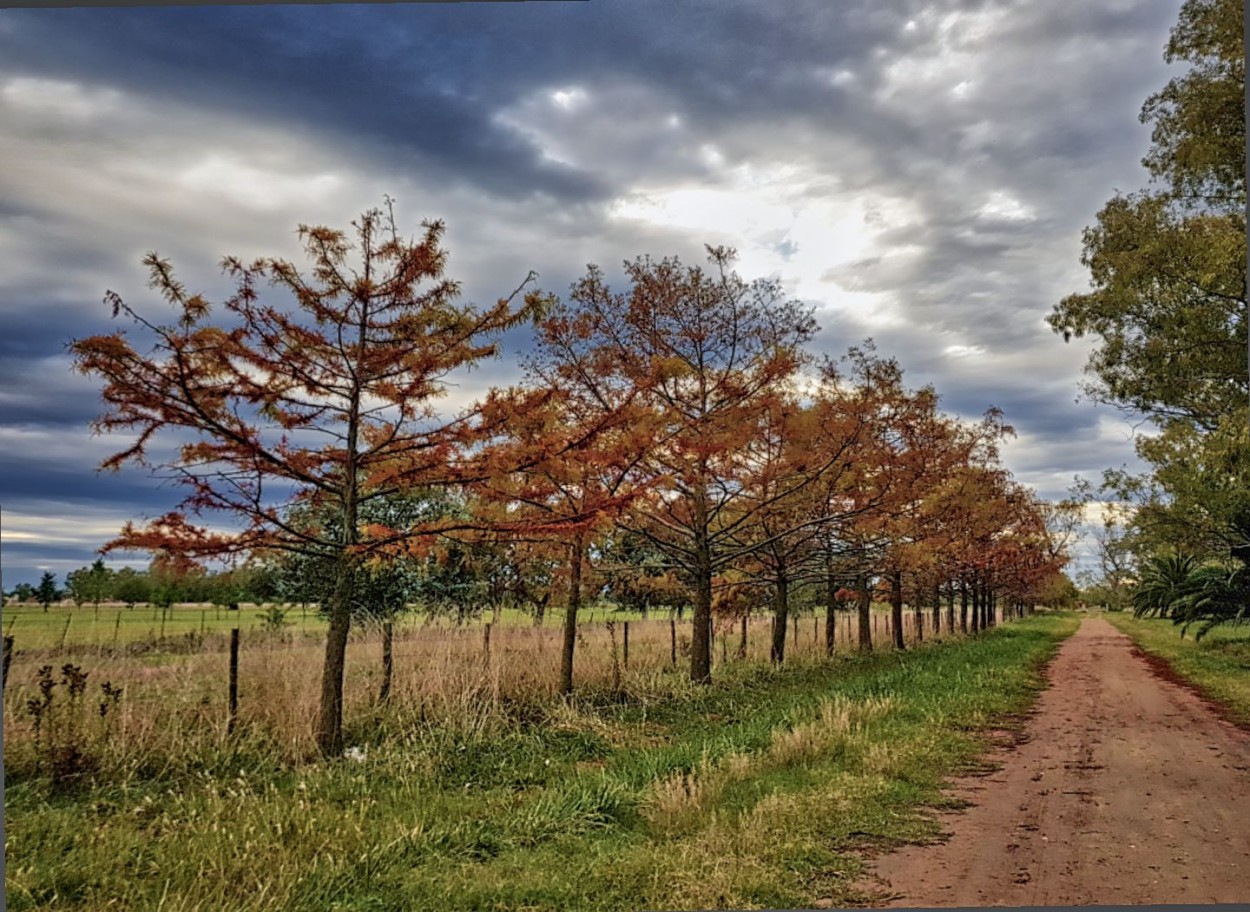 "Caminito del Parque" de Fernando Valdez Vazquez