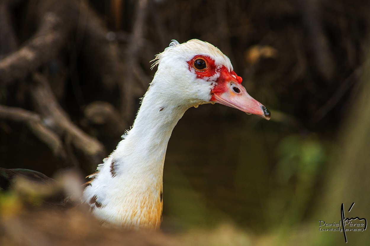 "Un pato" de Daniel Prez Kchmeister