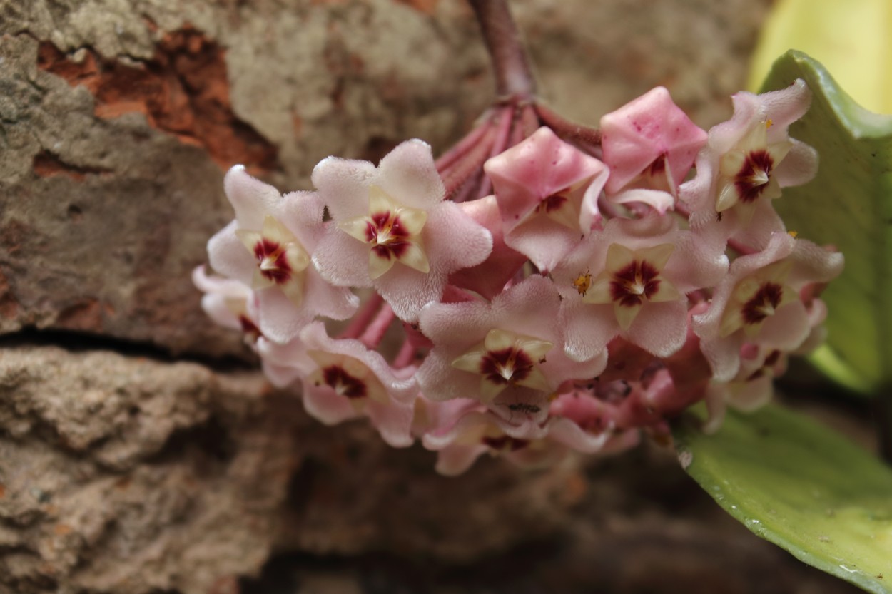 "Flor de nacar II" de Natalia Harosteguy