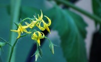 As primeiras flores do Tomate.