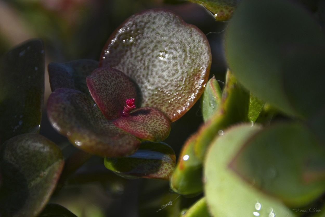 "En mi jardin" de Miriam E. Sotelo