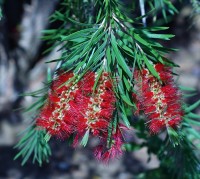 Um trio de Caliandra  Calliandra tweedii