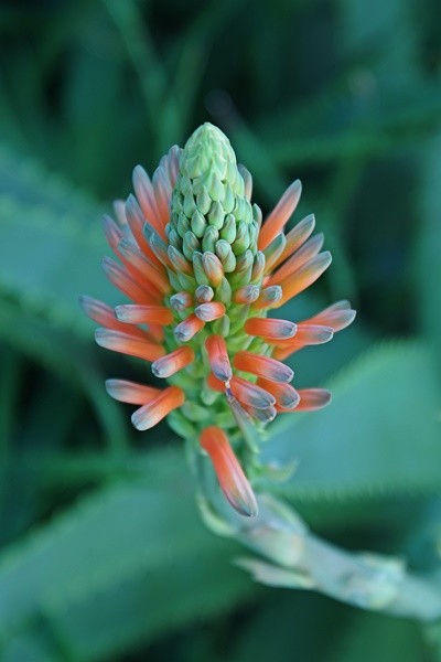 "Florescendo no jardim, Babosa (Aloe Vera)" de Decio Badari