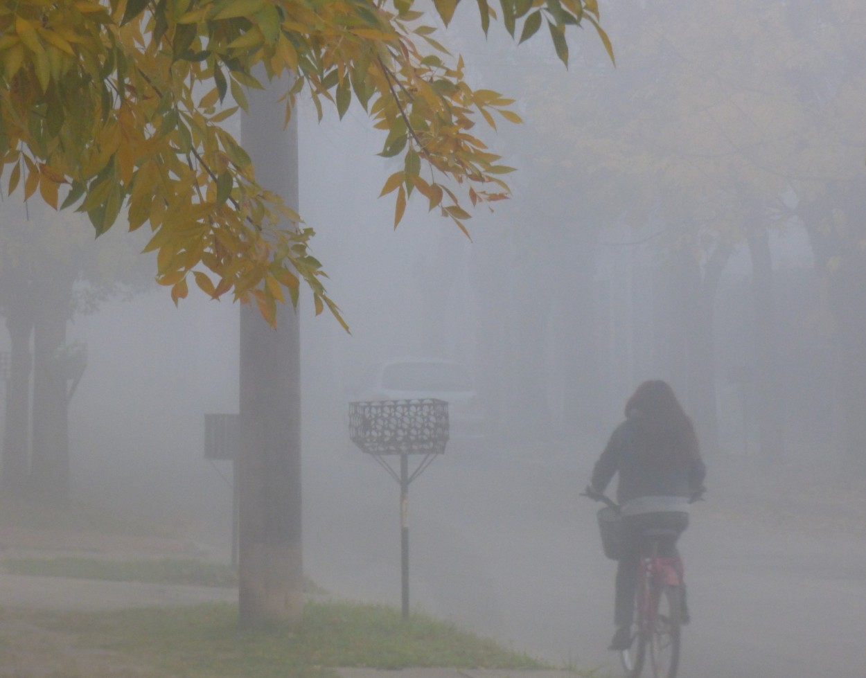 "` Niebla `" de Graciela Edith Flocco