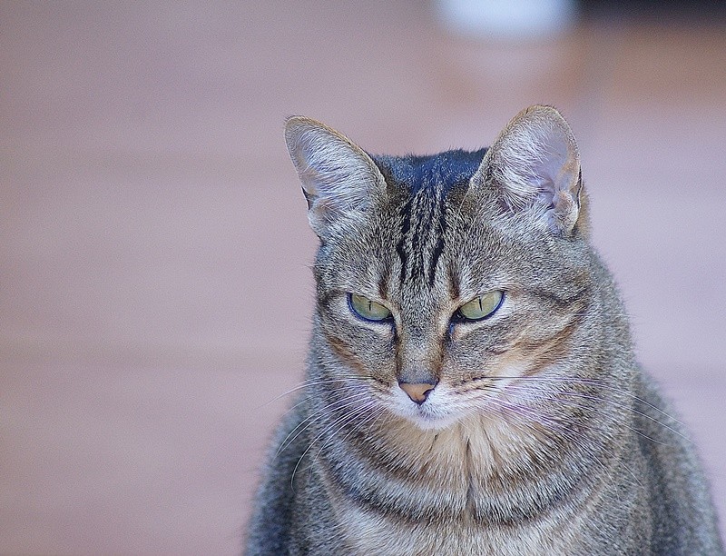 "Os felinos tambm meditam ?" de Decio Badari