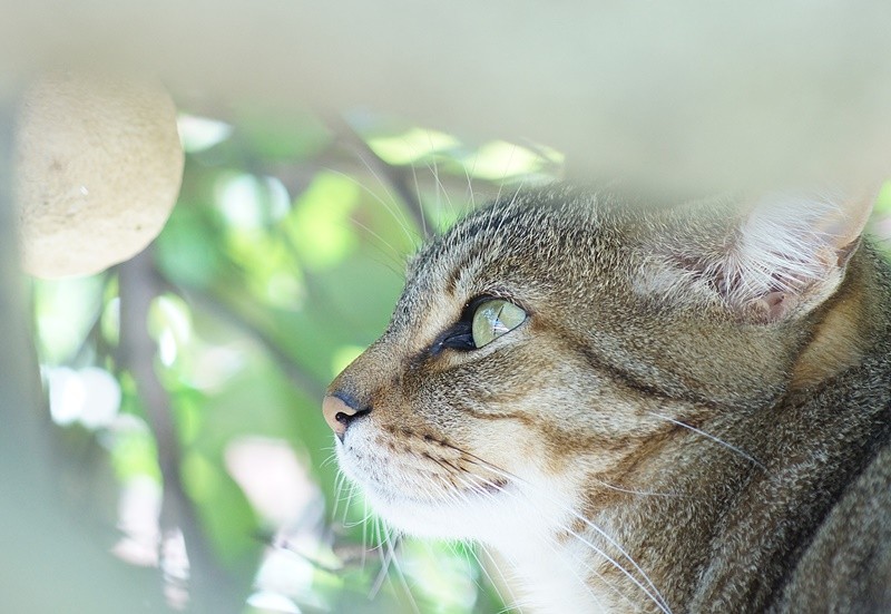 "Instinto felino, esperando os passaros." de Decio Badari