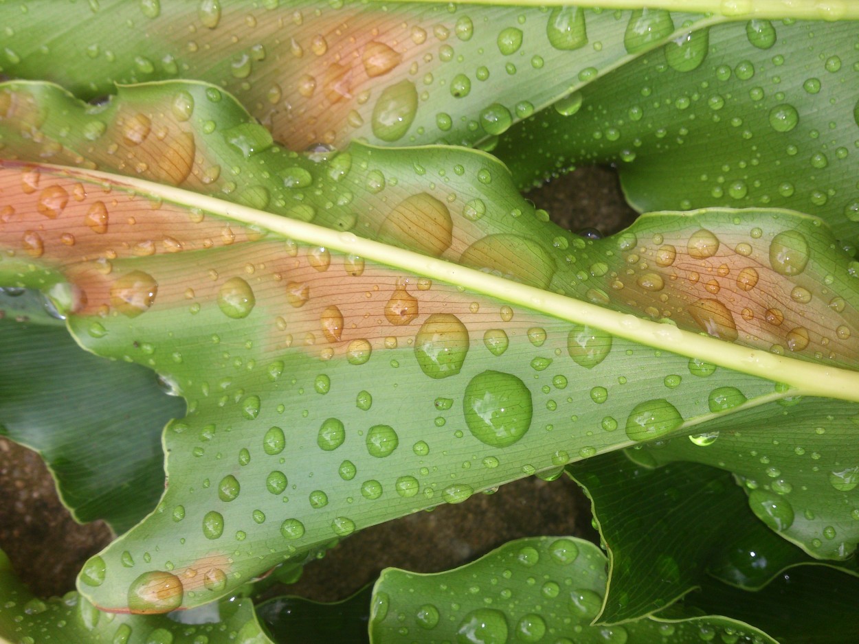 "E a natureza, continua com suas maravilhas!" de Decio Badari