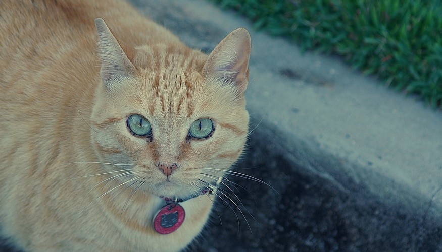 "Muito prazer, meu nome  ` Miau `" de Decio Badari