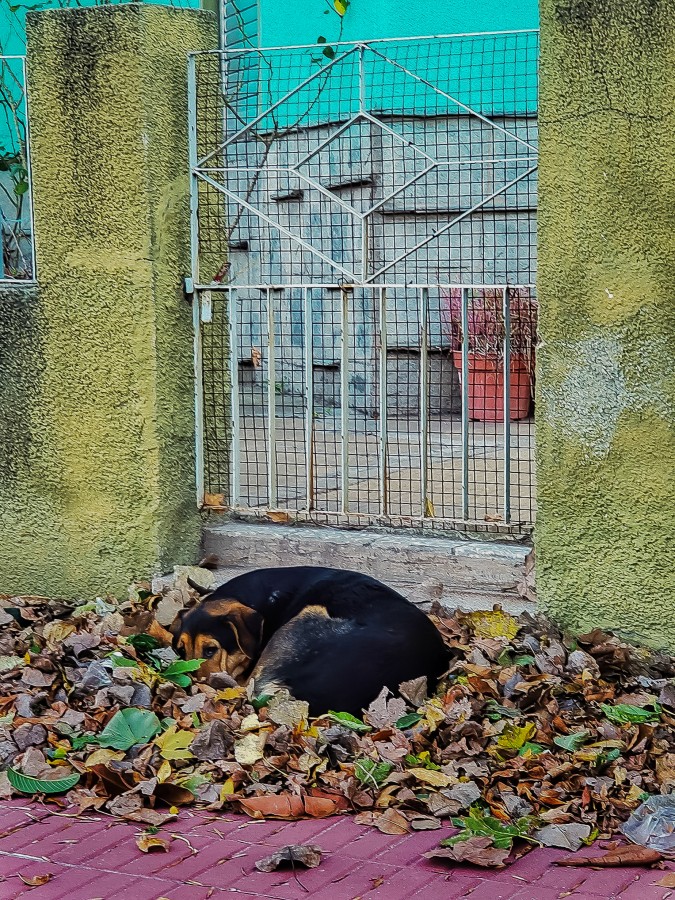 "Buscando tibieza" de Marzioni Martn Luis