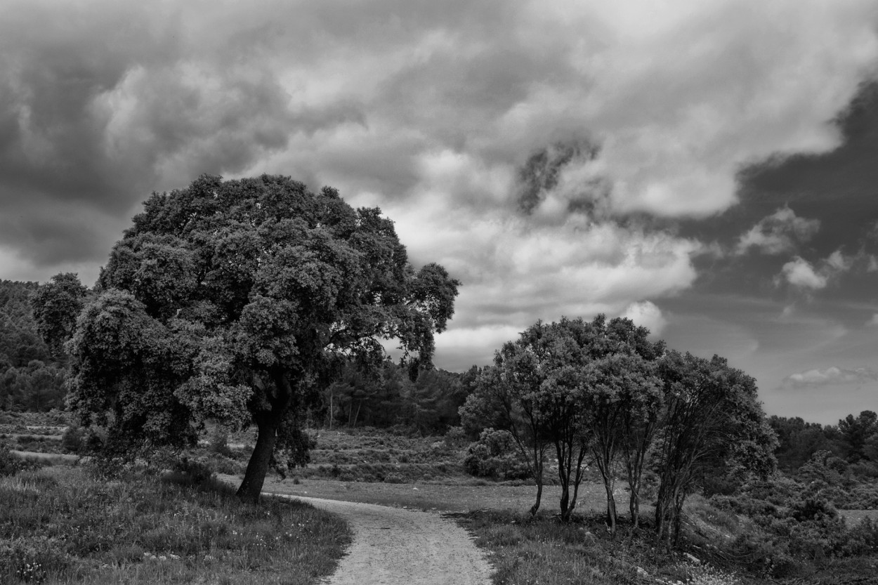 "Camino entre carrascos" de Francisco Jos Cerd Ortiz