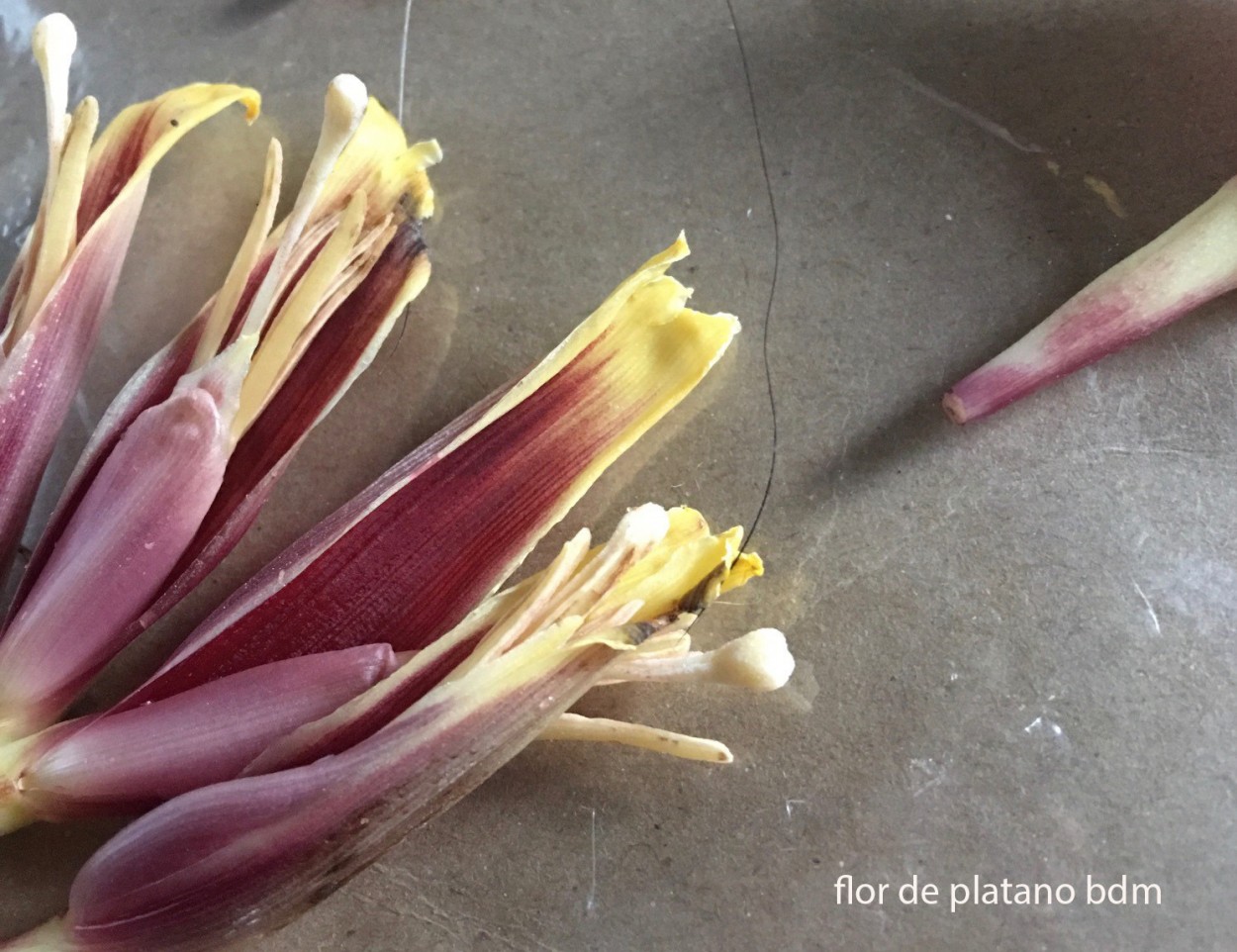 "flor de platano" de Beatriz Di Marzio