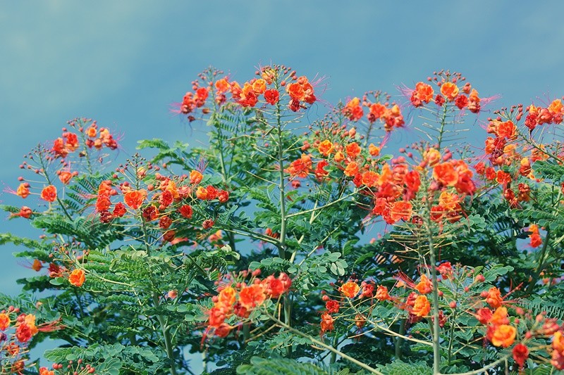 "Mini Flamboyant (Caesalpinia pulcherrima)" de Decio Badari