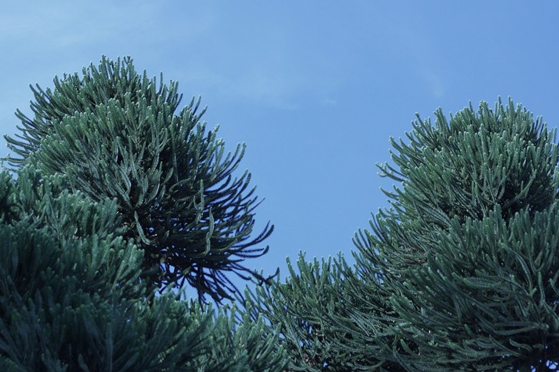 "Pinus Araucaria ( no  efeito mirror )" de Decio Badari