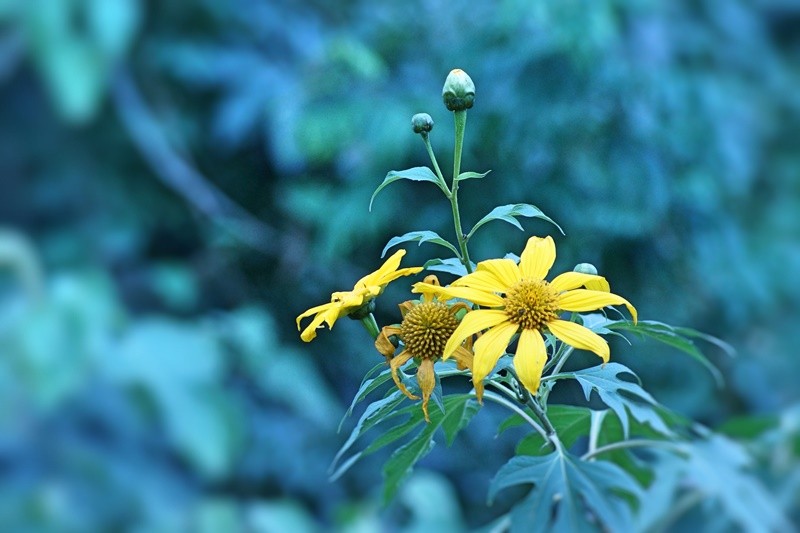 "Margarida-amarela  Rudbeckia hirta......." de Decio Badari