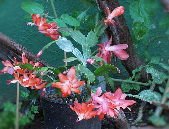 "` Flores de Maio `, atrasadas por fator climatico!" de Decio Badari