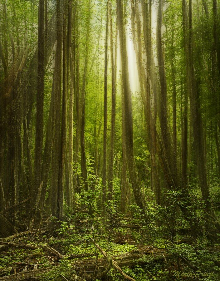 "Bosque encantador" de Maria Prinzi