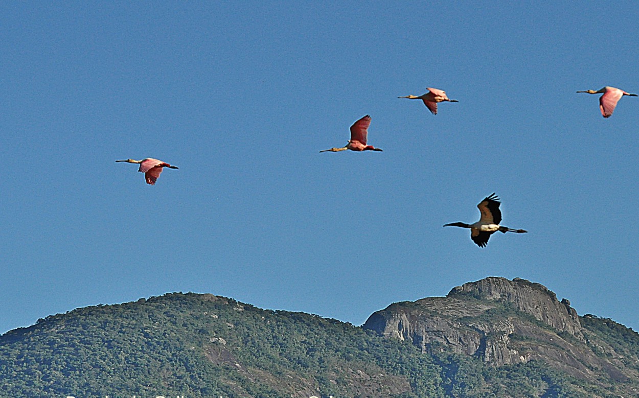 "Colhereiros, Cabea seca e a Serra da......." de Decio Badari