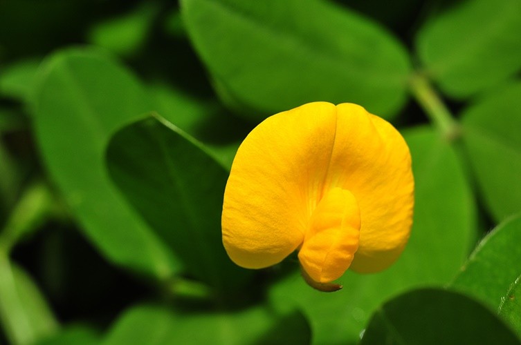 "A pequenina flor da ` Grama-amendoim `" de Decio Badari