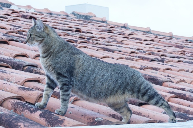 "A ` Rajadinha` e o instinto felino em alerta!" de Decio Badari