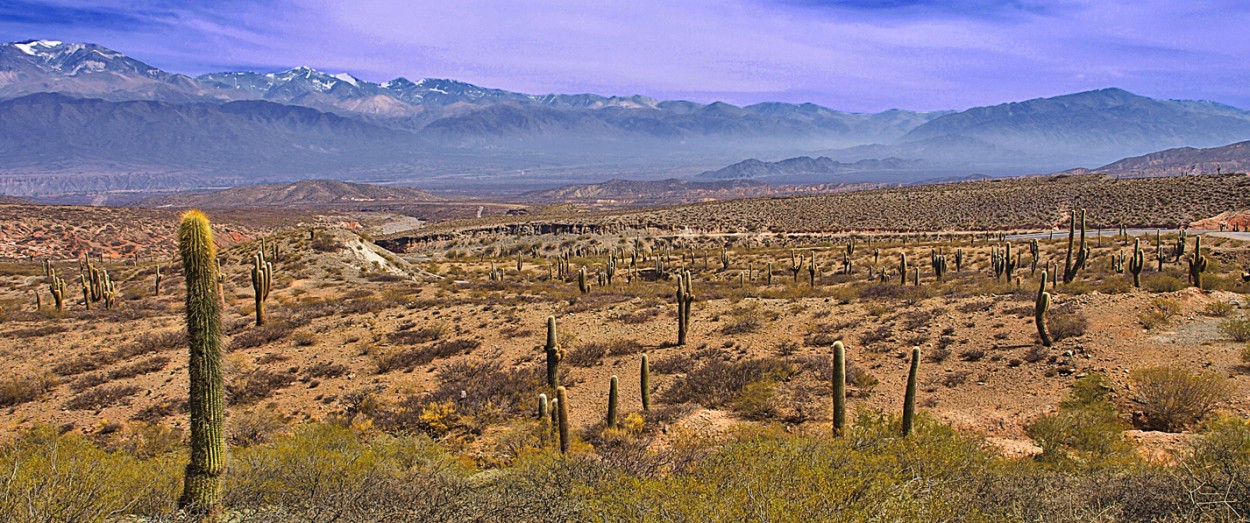 "Parque Los Cardones" de Roberto Bernabitti