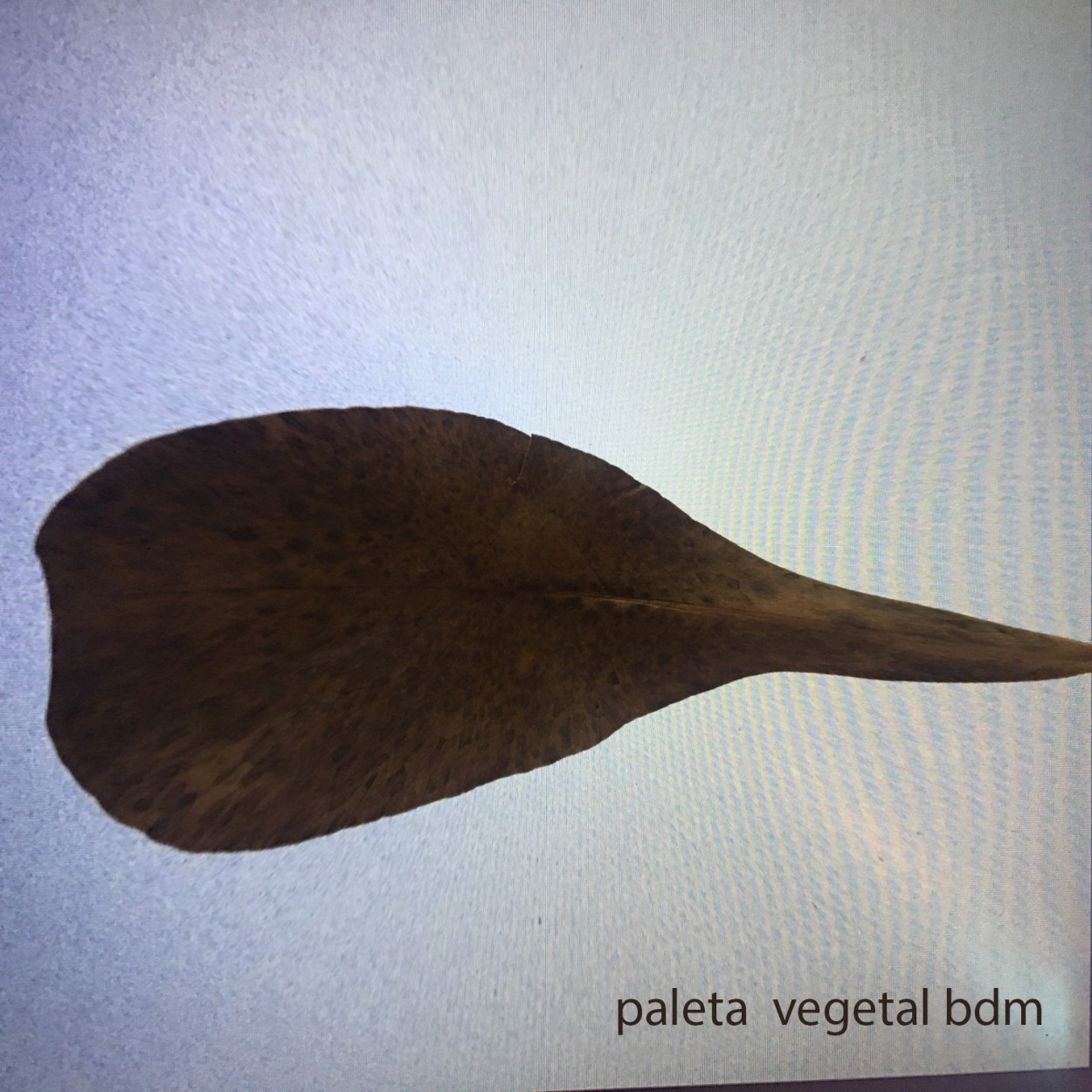 "paleta vegetal" de Beatriz Di Marzio