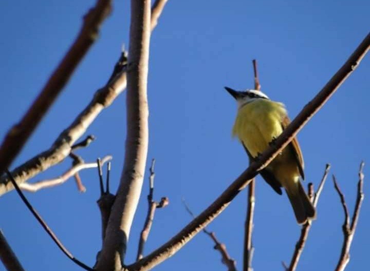 "Hermoso pajaro" de Amparo Josefina Maggi