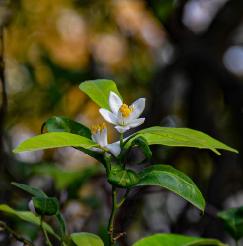 "Flores de naranjas" de Silvana Magali Frank