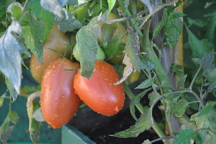 "Orgnicos de nosso jardim/horta, quase no ponto!" de Decio Badari