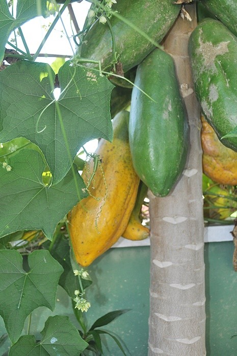 "Em nosso jardim/pomar,mamo e folhas do Xuxu!" de Decio Badari